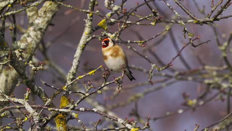European-Goldfinch,-a-vibrant-songbird,-gracefully-plucks-and-consumes-seeds