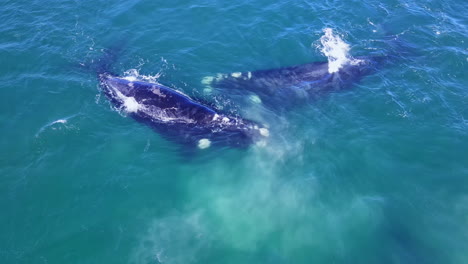 Mating-aggregation-of-Southern-Right-whales-on-their-annual-migration,-aerial