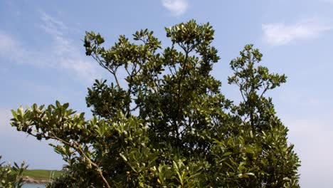 wide shot of karo pittosporum crassifolium seed pods on the island of st agnes at the isles of scilly