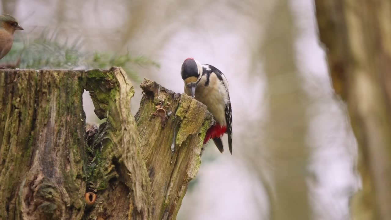 Slow motion clip of great spotted woodpecker perched on forest tree trunk