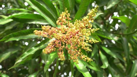 Bonita-Toma-Panorámica-De-Las-Flores-Del-árbol-De-Mango-Creciendo-Listas-Para-Convertirse-En-Frutas-Tropicales-Jóvenes-Exóticas