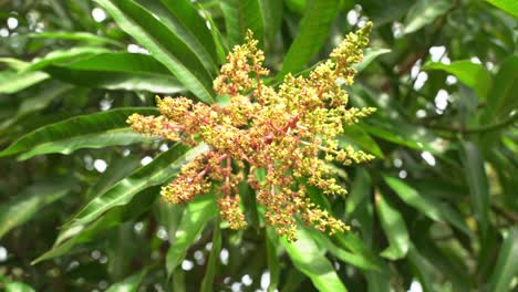 bonita toma de panorámica de las flores del árbol de mango que crecen listas para convertirse en jóvenes frutas tropicales exóticas