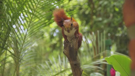 cute red squirrel on a tree eating nut, animals and nature
