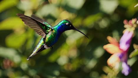 colorful hummingbird in flight near flowers