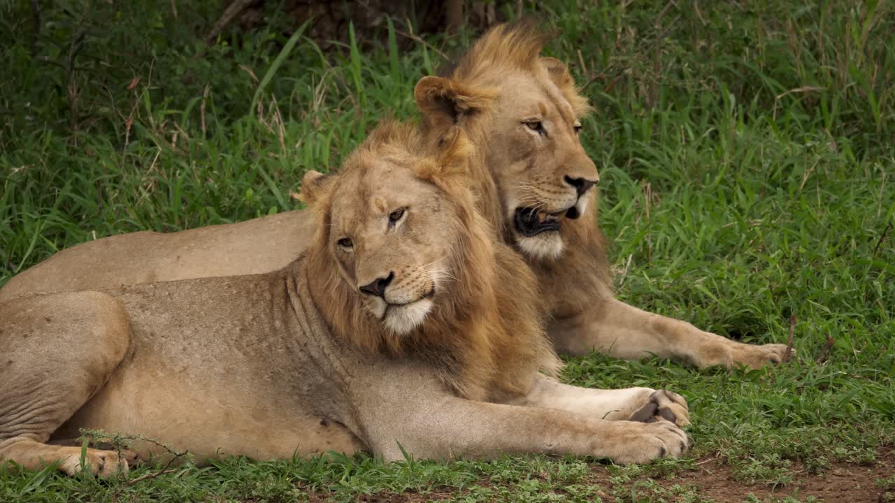dos leones machos en áfrica, descansando en un paisaje de pastizales - primer plano