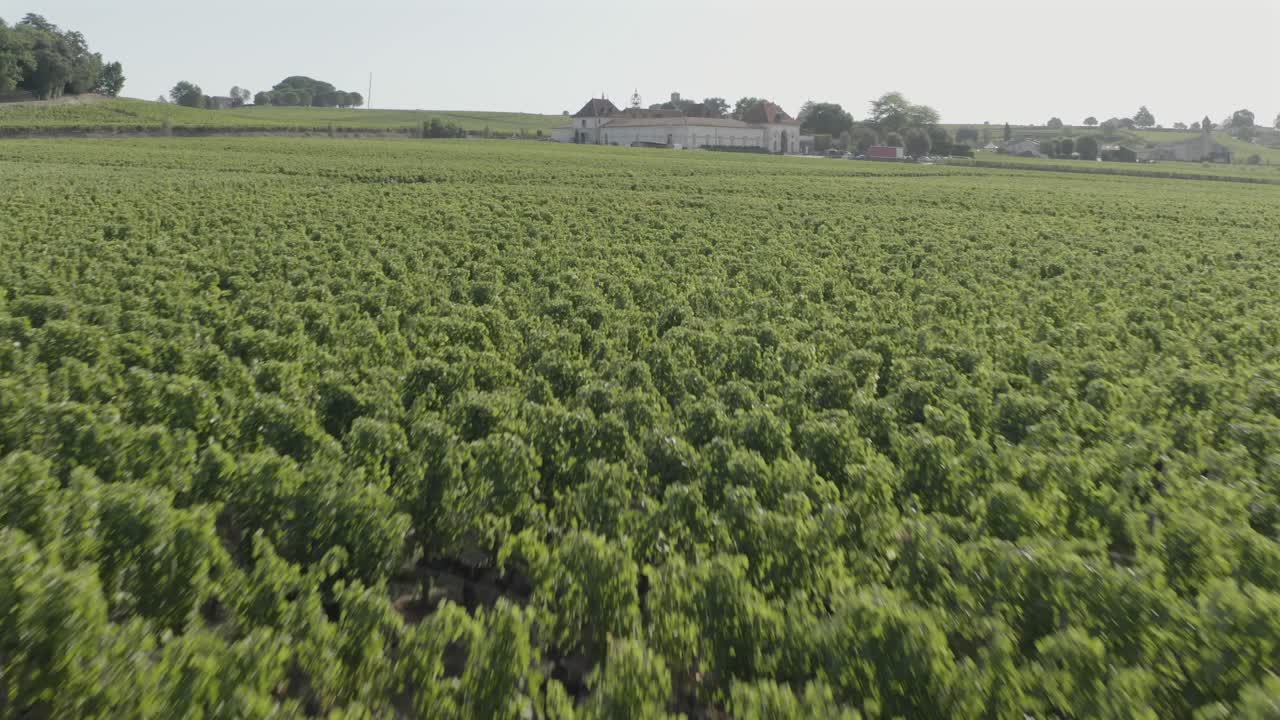 Drone flying over lush green vineyard rows, Château Angelus winery in background, Bordeaux region, France. Aerial forward at low altitude