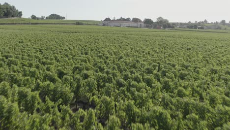 drone flying over lush green vineyard rows, château angelus winery in background, bordeaux region, france. aerial forward at low altitude