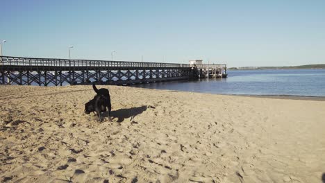 Perro-Paseando-Por-La-Playa-Junto-Al-Muelle