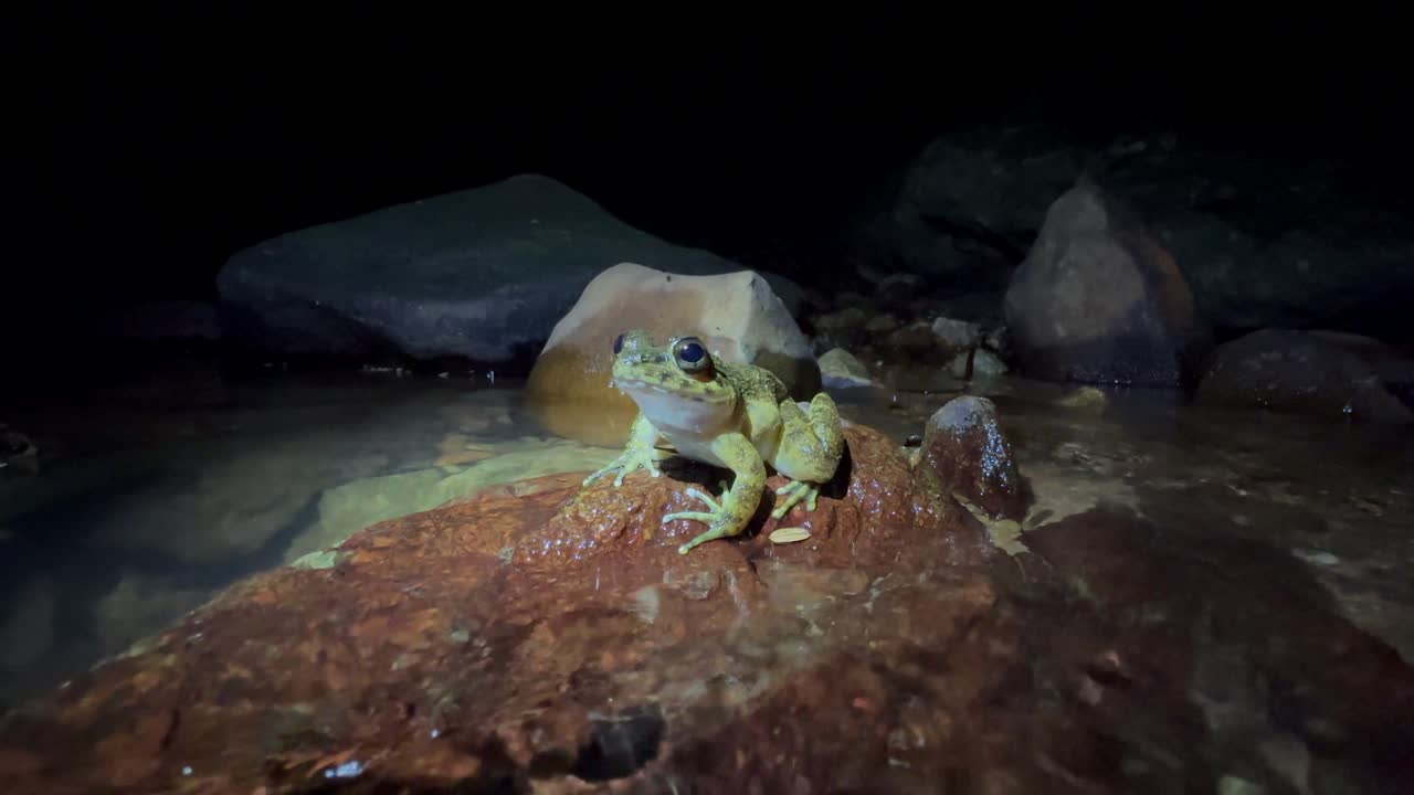 Grandidier's Stream Frog (Mantidactylus grandidieri) sitting on a rock in a small stream in Masoala National Park, Madagascar