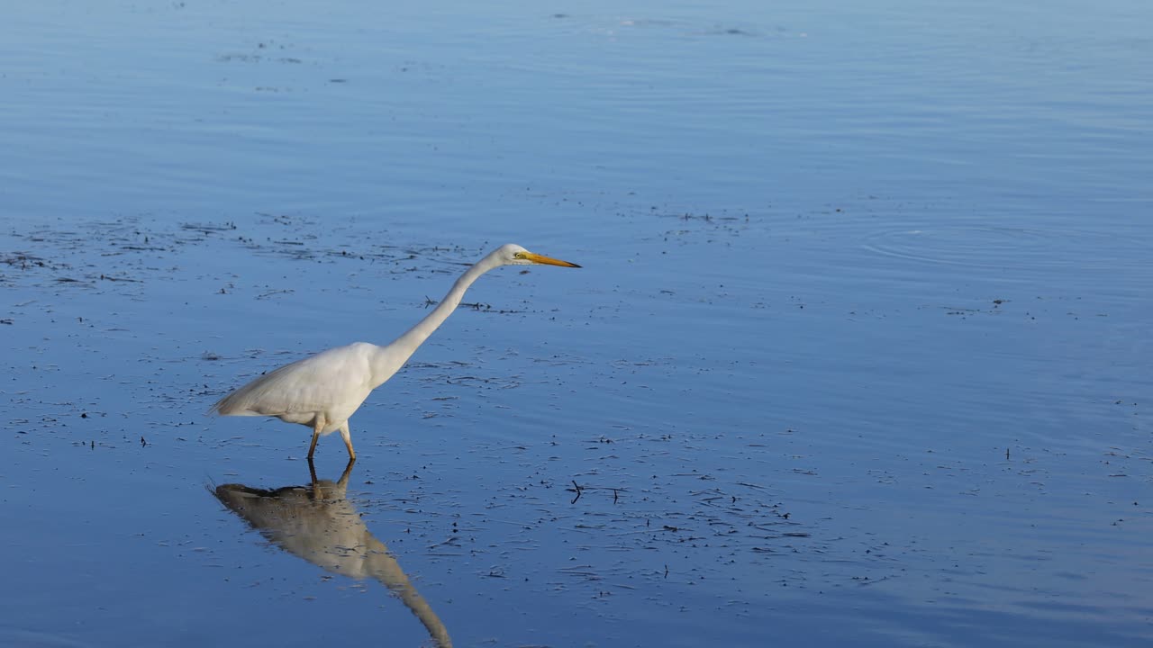 고도치가 가만히 서서 물속을 치고