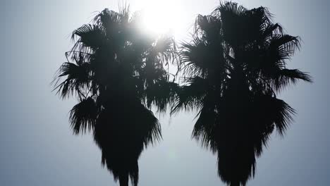 silhouettes from the top of two washingtonia palms facing the sun and its rays in the foliage