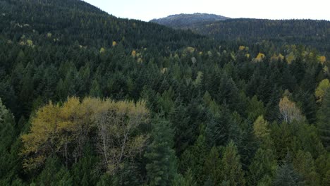 long 4k aerial video flying uphill above british columbian forests near nelson, canada