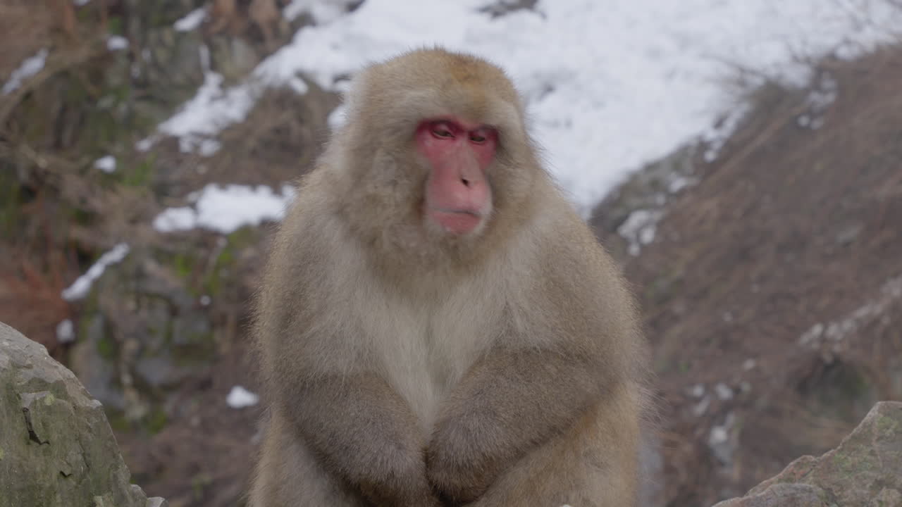 Munching snow monkey looks around at Jigokudani Yaen Koen, Yamanouchi, Japan