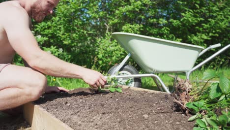 Male-Planting-Seedlings-In-Wooden-Planter-Box---close-up