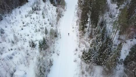 esquí aéreo de fondo en el bosque invernal