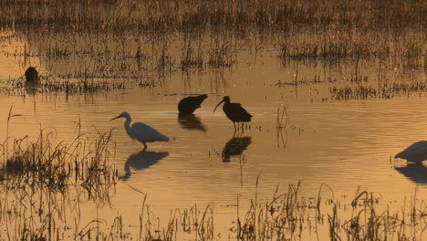 Garcetas-Y-Pájaros-Ibis-Alimentándose-De-Humedales-Al-Amanecer,-Cámara-Lenta