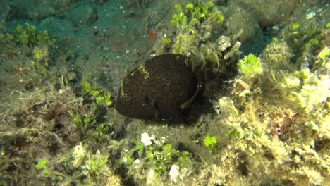 baby black pufferfish hovering above a bottom