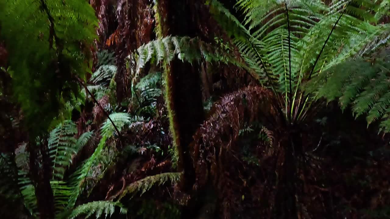 vegetación exuberante y helechos en un bosque tropical