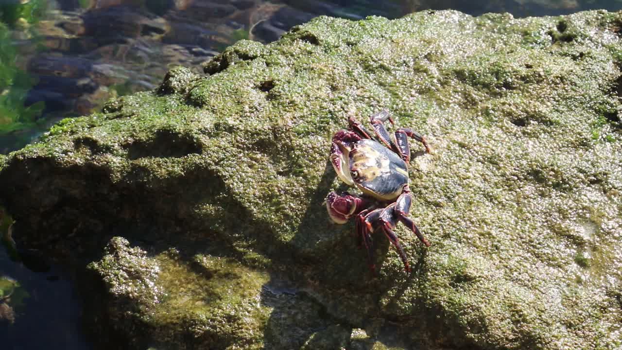 Natur i bevægelse, mens en klippekrabbe bevæger sig over en kampesten på jagt efter mad