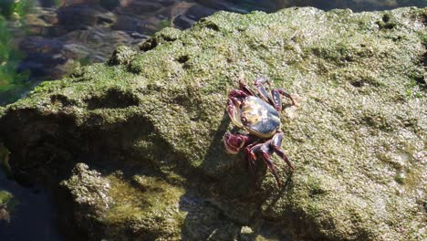 La-Naturaleza-En-Movimiento-Mientras-El-Cangrejo-De-Roca-Cruza-Una-Roca-En-Busca-De-Comida.