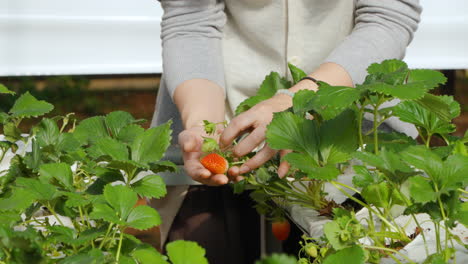 las manos de la mujer propietaria de un invernadero de fresas tocando e inspeccionando el control de calidad de las bayas maduras en la planta de fresas - movimiento lento en primer plano