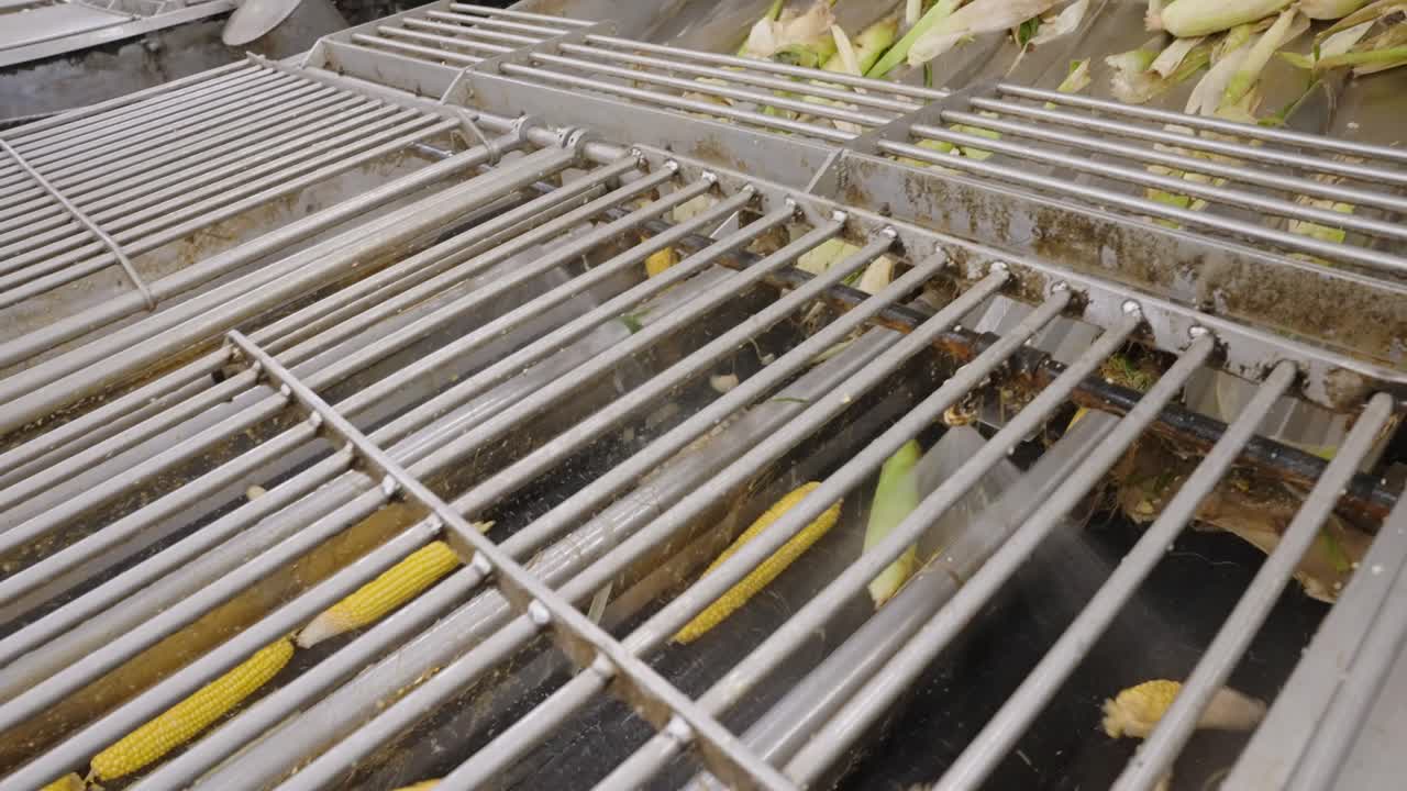 imágenes detalladas de descascar el maíz, mostrando la eliminación de las cáscaras del maíz fresco utilizando ambos métodos mecánicos