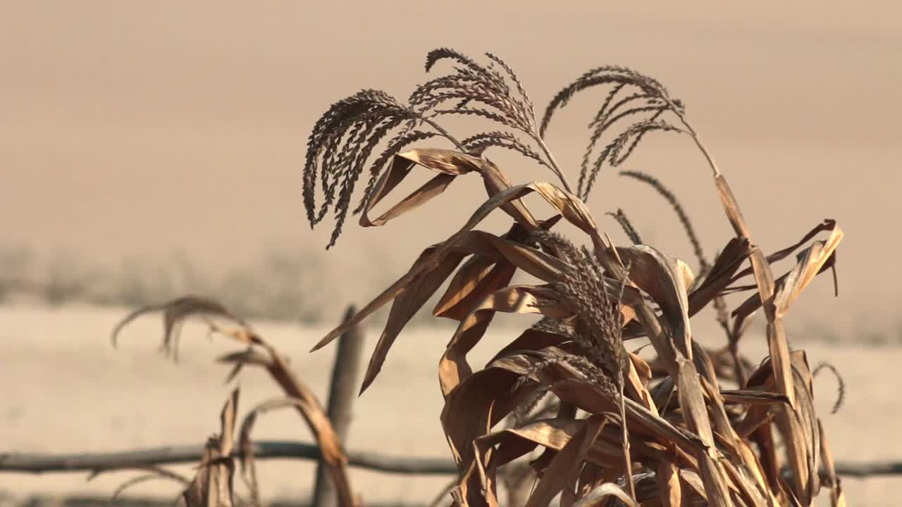 Close-up of dry field of wheat on deserted arid land, climate change drought