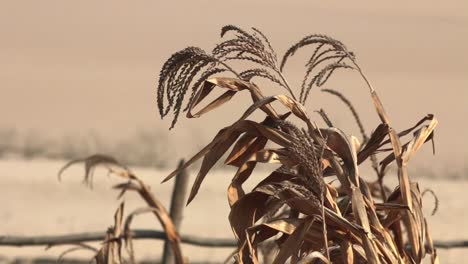 Close-up-of-dry-field-of-wheat-on-deserted-arid-land,-climate-change-drought