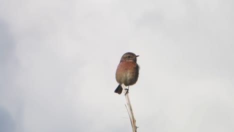 female stonechat, saxicola rubicola, perched on twig