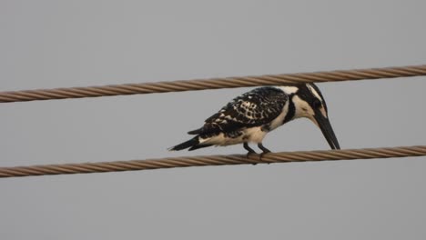 Pied-Kingfisher-in-pond-area-.