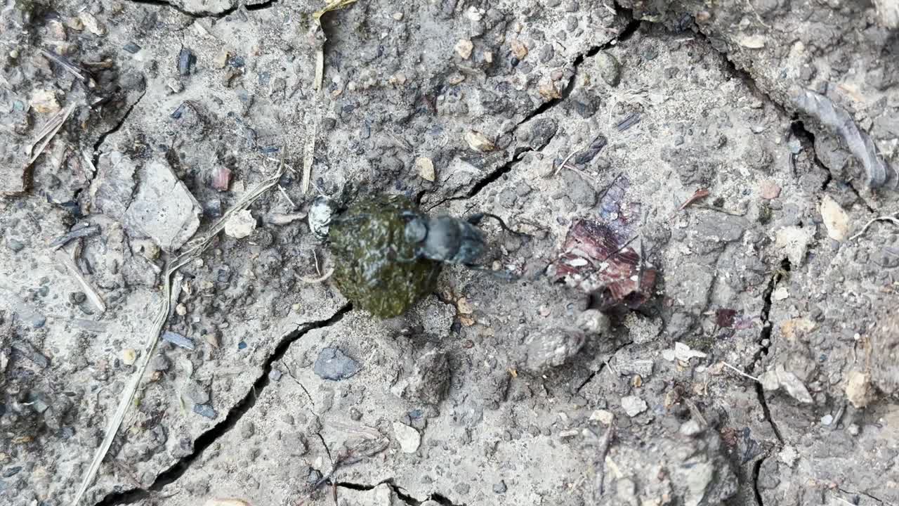 un escarabajo de estiércol mueve una caca cuesta arriba en iran macro paisaje naturaleza vida silvestre natural se mueve en tierra seca árida en el bosque maravillosa toma de criatura en la noche navegando usando estrellas vía láctea galaxia gris