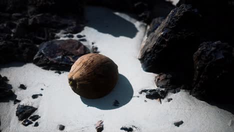 coco marrón en la arena de la playa