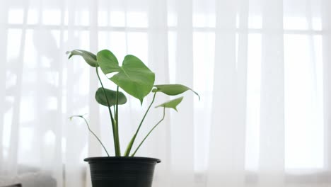 Monstera-Pflanze-In-Einem-Topf-Mit-Hellgrünen-Blättern-Auf-Dem-Tisch-Im-Wohnzimmer-Mit-Weißen-Vorhängen-Im-Hintergrund
