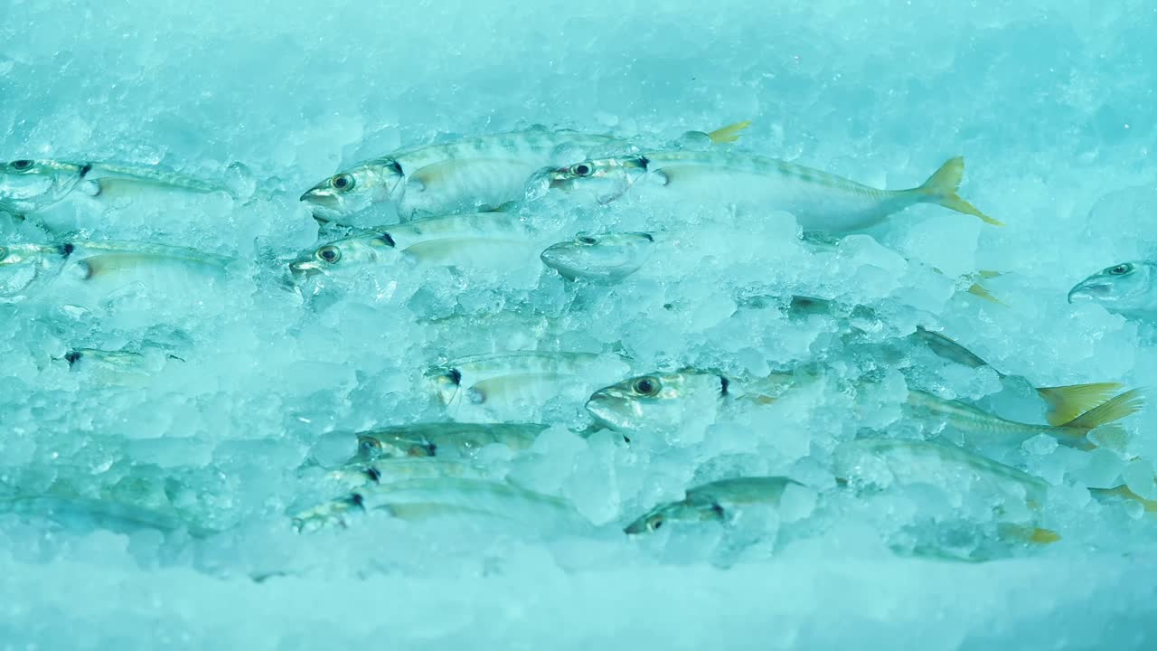 얼음 위의 신선한 생선