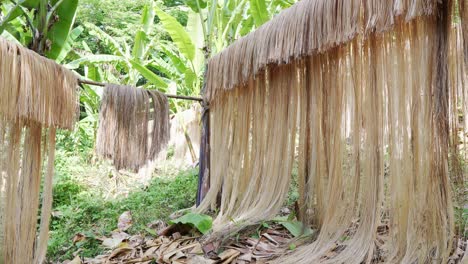 foto estática idílica de feixes de fibra de abaca filipina pendurados em postes de bambu depois da colheita em catanduanes, bicol