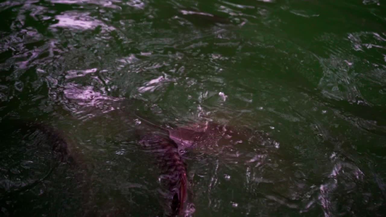 호수에서 물고기에게 먹이를 주는 슬로우 모션 영상