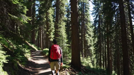hiking through a sunny forest