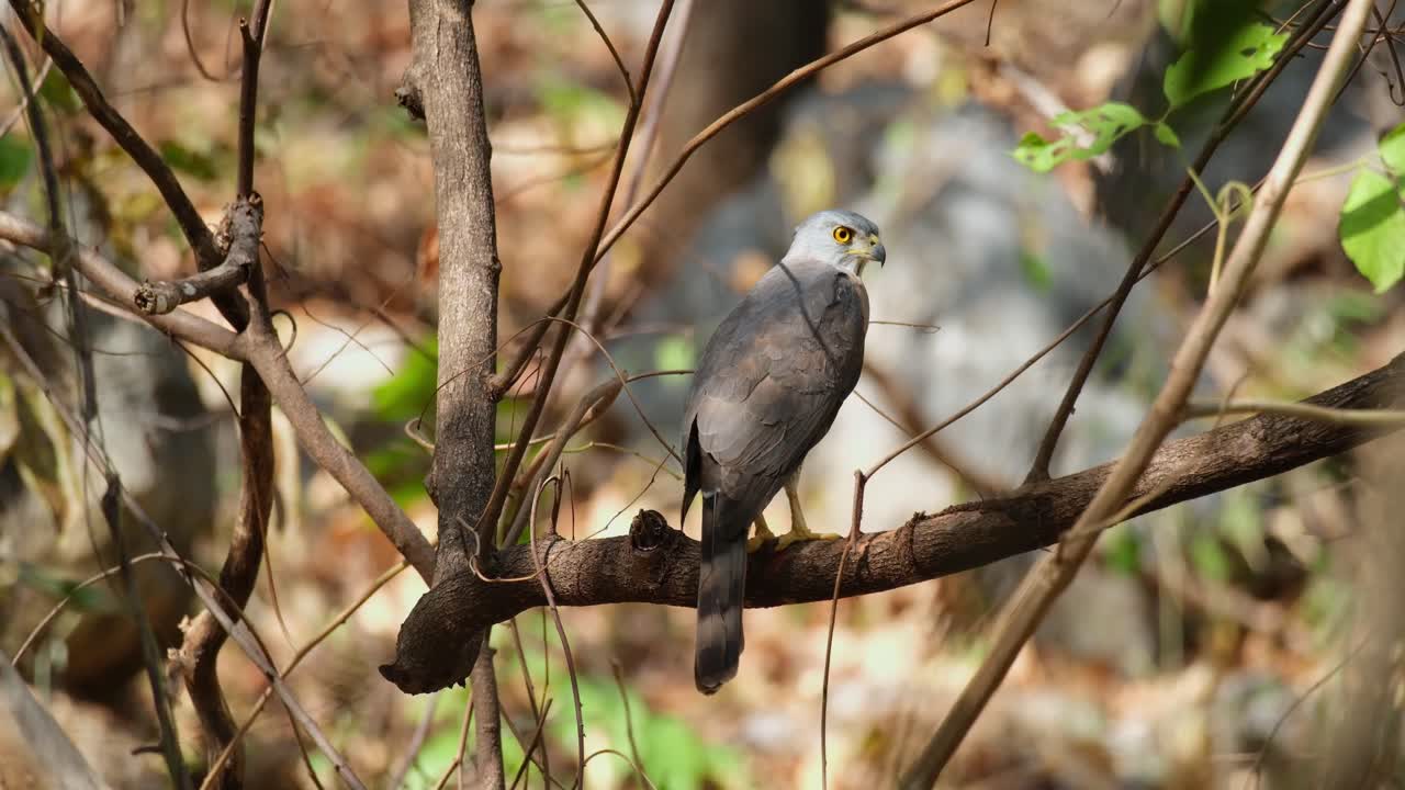 여름에 숲 속 깊은 곳에서 오른쪽 날개에서 뒤로 돌아보는 모습, 크레스트드 고스호크 (crested goshawk, accipiter trivergatus, 태국)