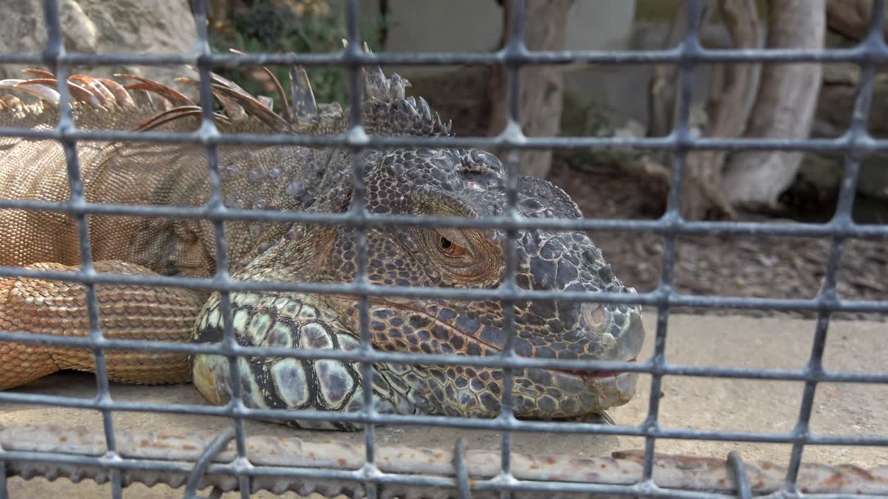 Green iguana resting head against wire mesh within sanctuary or zoo enclosure, showcasing reptile's calm demeanor and detailed scales in protected environment