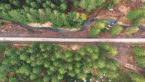 Luftaufnahme-Von-Oben-Nach-Unten-Auf-Den-Herbstwald-Mit-Fichten-Und-Kiefern,-Einem-Waldweg-Und-Einem-Wasserlauf-In-Den-Schlesischen-Beskiden