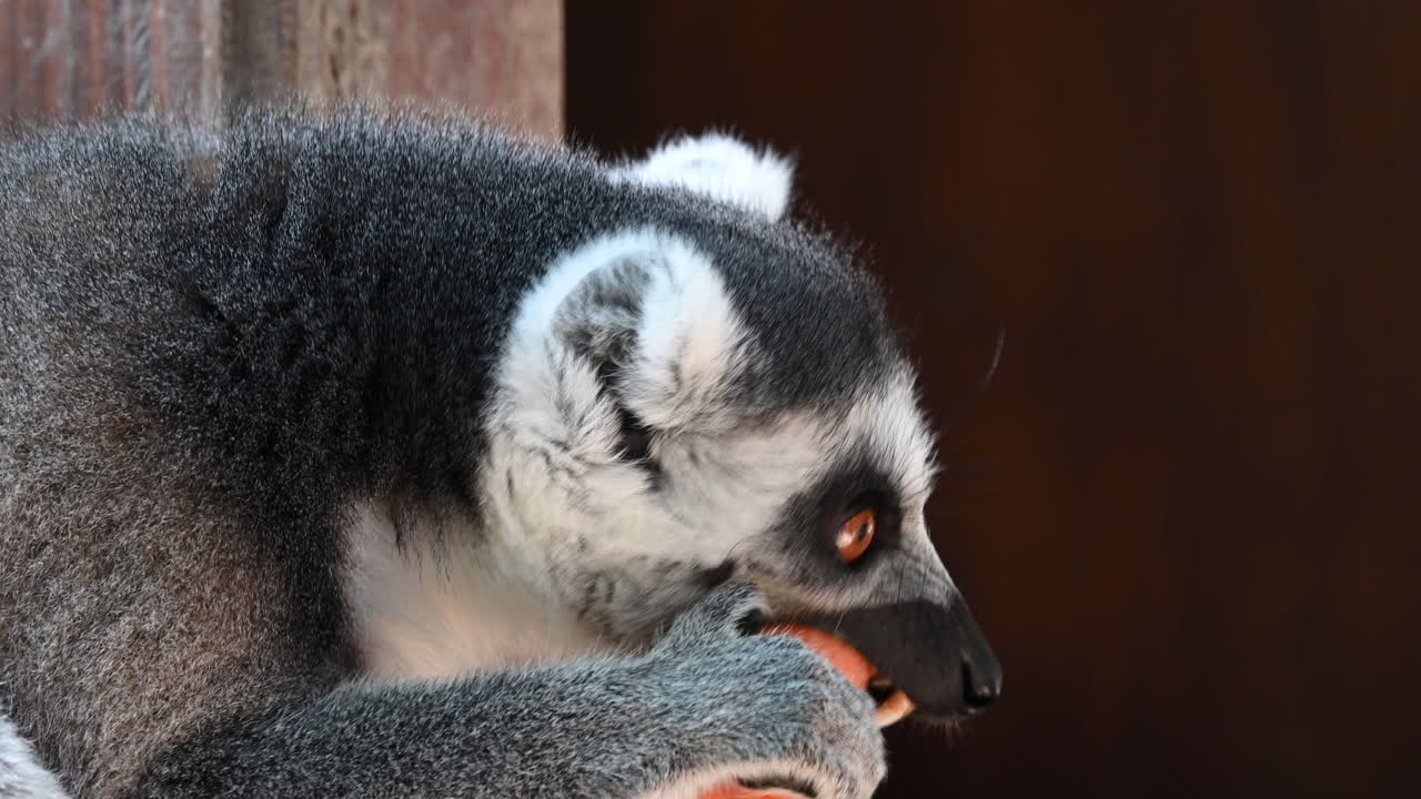 un lémur está comiendo una zanahoria, cerca de su cabeza, dientes grandes