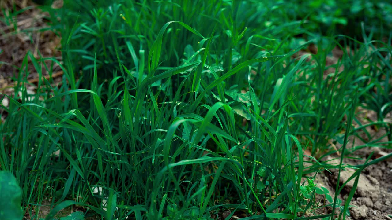 lapso de tiempo de la planta balanceándose en el viento.