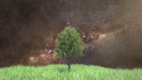 tree in the night sky