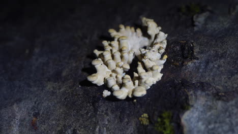 the bioluminescent fungus, panellus stipticus seen in daylight