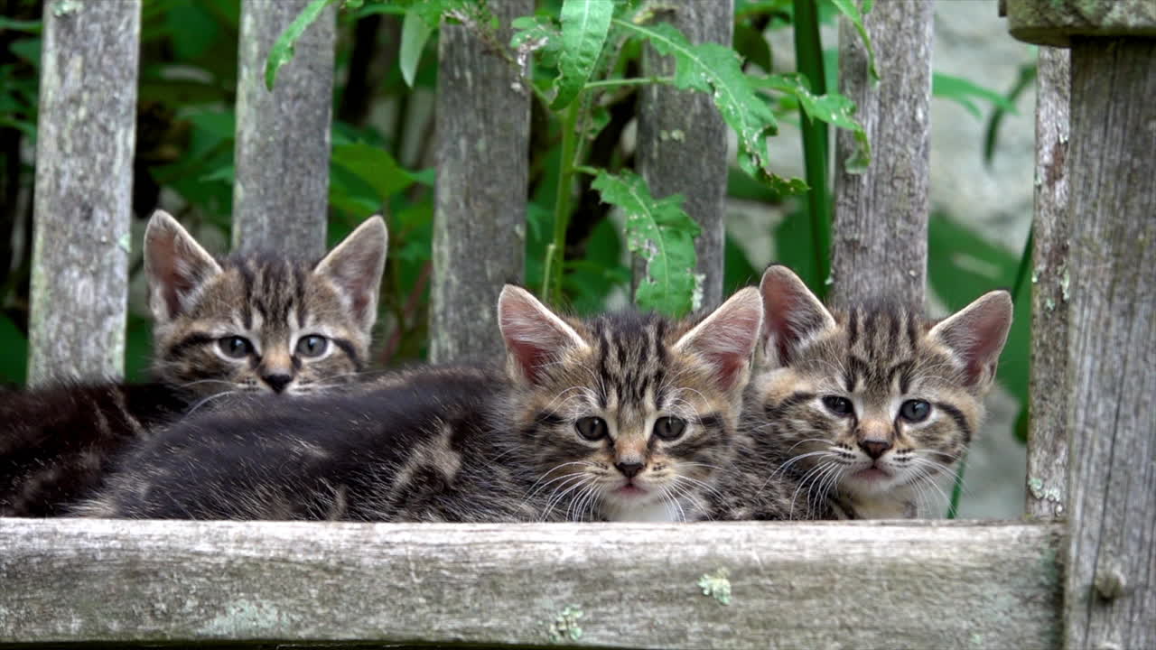 Three feral kittens on a bench get excited when their mother arrives.