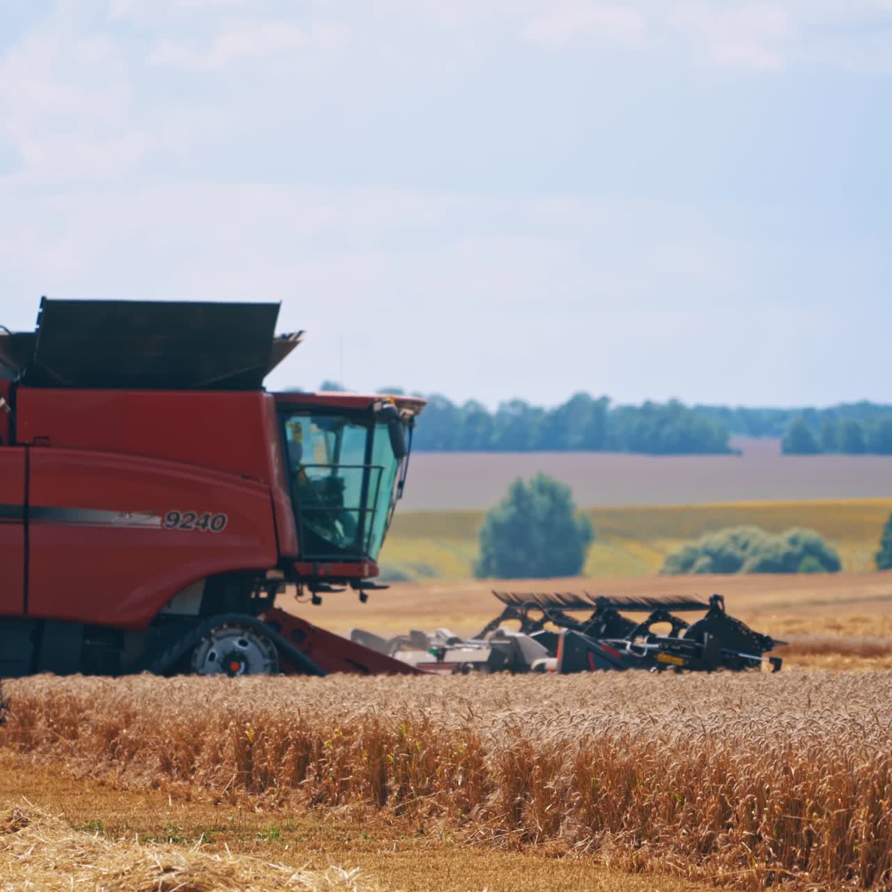 Harvester harvesting wheat