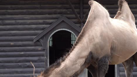 Bactrian-or-Mongolian-camel---Close-up-with-dark-building-in-background