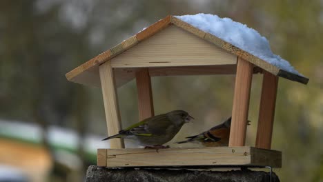 busy winter bird feeder