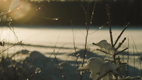 snow covered small pine tree and field in sunset, lens flares, slow slider shot