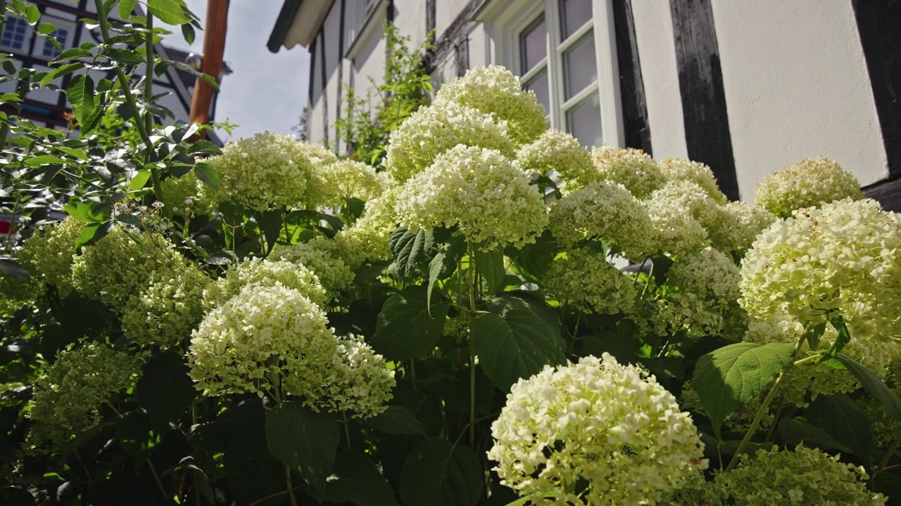 White Hydrangeas Beside Half-Timbered House in Freudenberg